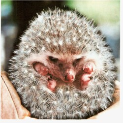 Projet personnel - Photomontage d'un hérisson fusionné avec un pissenlit - Création Photoshop Image d'un photomontage réalisé par emeric lieutard sur un hérisson